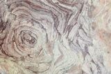 Polished, Neoproterozoic Stromatolite (Conophyton) - Morocco #276129-1